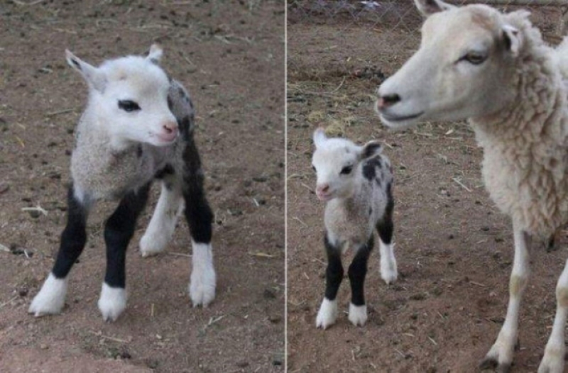 Bunlar Yasak Aşkın Meyvesi! Melez Hayvanlar galerisi resim 7
