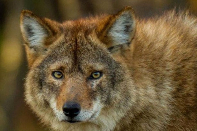 Bunlar Yasak Aşkın Meyvesi! Melez Hayvanlar galerisi resim 8