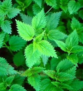 Isırgan otu ile kolayca zayıflayın.. İşte o tarif deneyenler pişman olmu galerisi resim 2