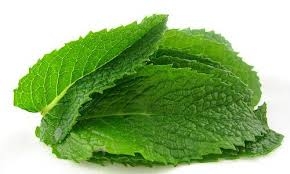 Isırgan otu ile kolayca zayıflayın.. İşte o tarif deneyenler pişman olmu galerisi resim 6