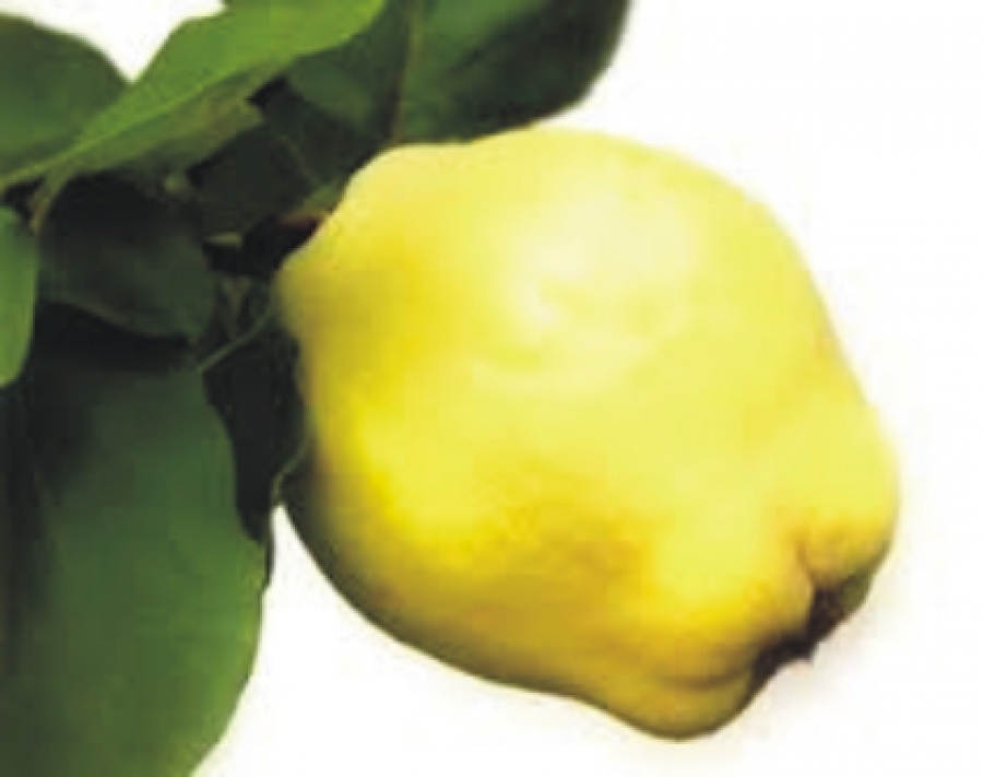 Ayva yaprağının faydaları! galerisi resim 2