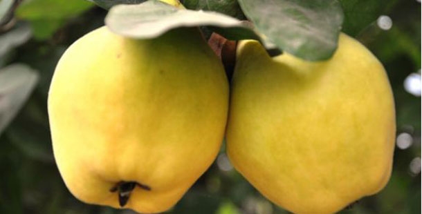 Ayva yaprağının faydaları! galerisi resim 3