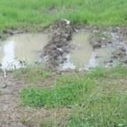 Kendisini parçalamak isteyen köpeğini suda boğarak ölümden kurtuldu galerisi resim 2