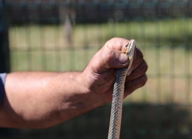 Vites kutusundan çıkana bakın! galerisi resim 8