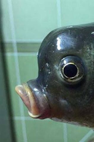 Sakarya'da yakalandı! Görenler şaşkına dönüyor galerisi resim 1