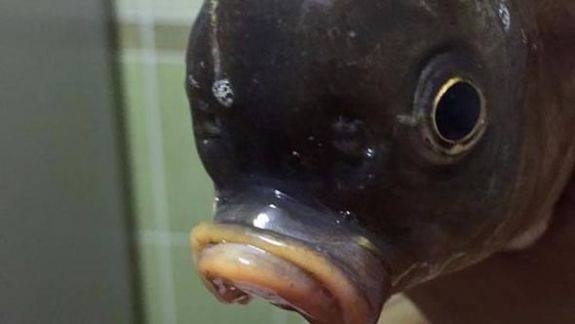 Sakarya'da yakalandı! Görenler şaşkına dönüyor galerisi resim 2