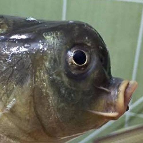 Sakarya'da yakalandı! Görenler şaşkına dönüyor galerisi resim 3