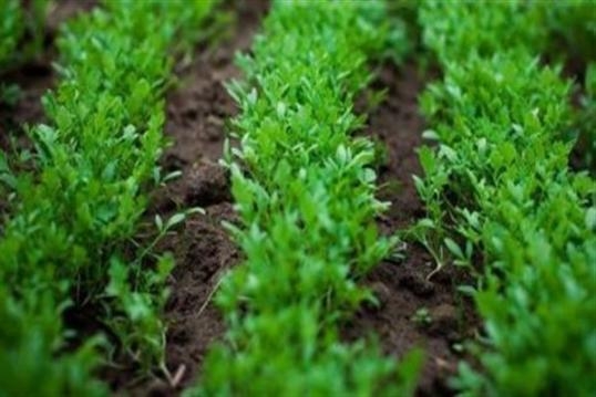 İŞTE AKCİĞER TEMİZLEME KÜRÜ galerisi resim 1