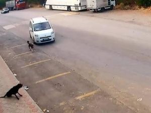 Antalya'da insanlık dışı olay! Köpeği bilerek ezdi