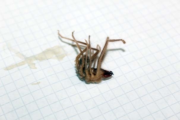 Sarıkız örümceği kabusu galerisi resim 1