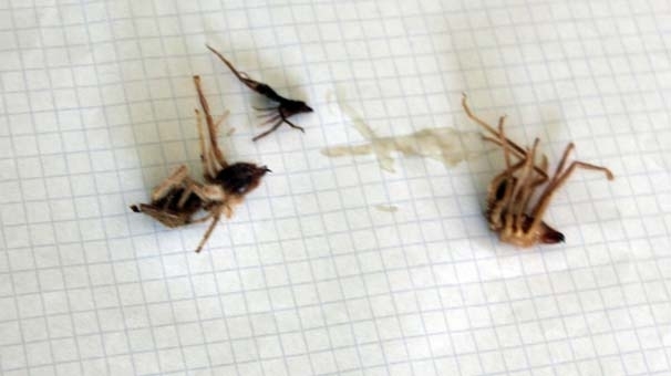 Sarıkız örümceği kabusu galerisi resim 4