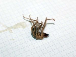 Sarıkız örümceği kabusu