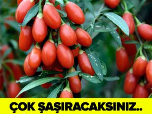 KANSERİ 2 GÜNDE BİTİRİYOR..