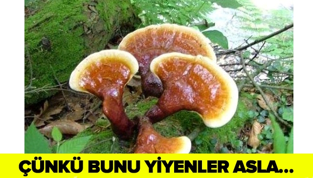 BU BİTKİNİN 1 GRAMI TAM 1000 TL! ÇÜNKÜ BUNU YİYENLER ASLA… galerisi resim 1