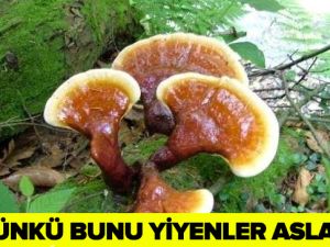 BU BİTKİNİN 1 GRAMI TAM 1000 TL! ÇÜNKÜ BUNU YİYENLER ASLA…