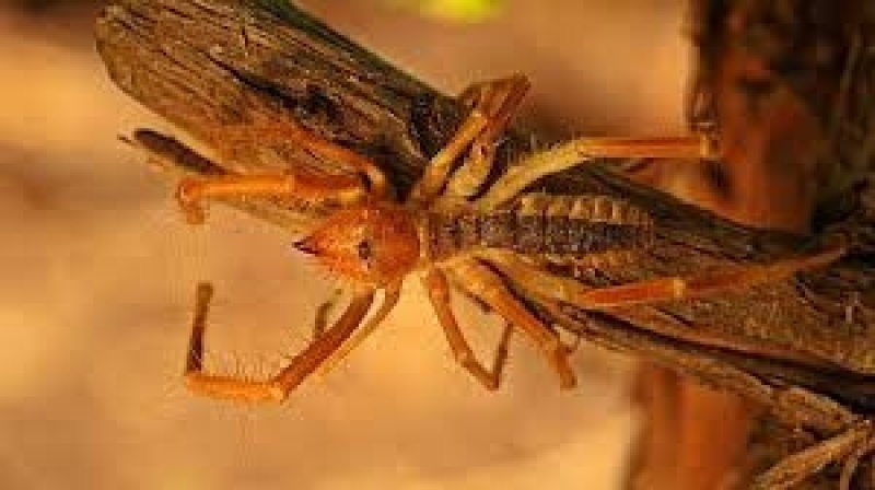 DİKKAT! HIZLA YAYILMAYA BAŞLADI! galerisi resim 2