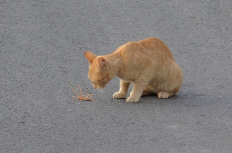 DİKKAT! HIZLA YAYILMAYA BAŞLADI! galerisi resim 3