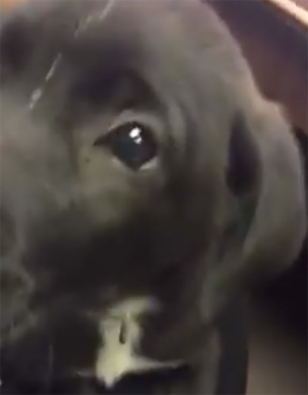 Karşısına çıkan poşetin hareket ettiğini gördü içini açınca galerisi resim 5