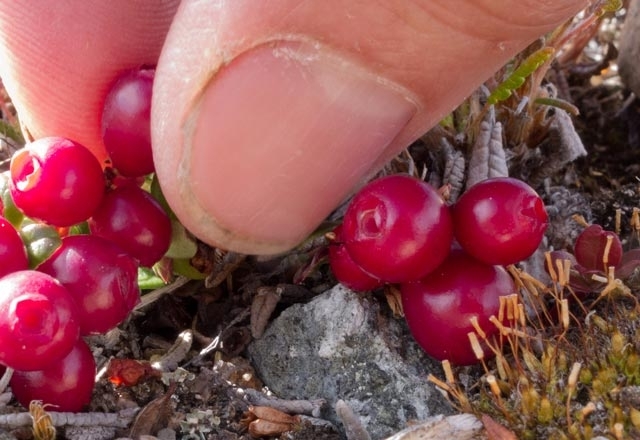GÜNDE SADECE 1 AVUÇ BİLE YEMENİN İNANILMAZ FAYDASI VAR galerisi resim 3