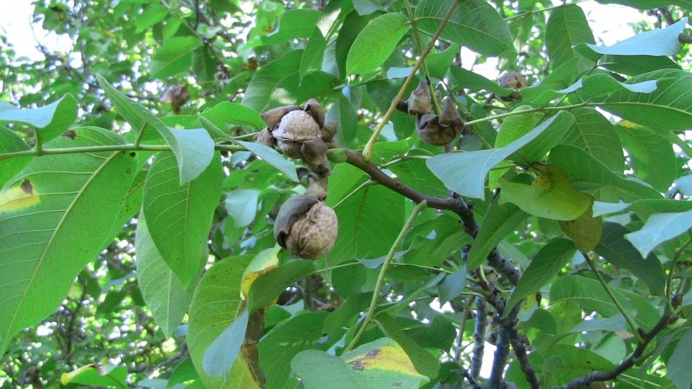 Ceviz Ağacının altında neden oturulmaz hiç düşündünüz mü? galerisi resim 2