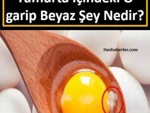Herkesin Merak Ettiği Yumurta İçindeki O garip Beyaz Şey Nedir?