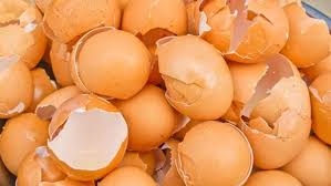 Haşlanmış Yumurtanın Suyunun Bir O Kadar Şaşırtıcı Kullanım Alanları galerisi resim 2