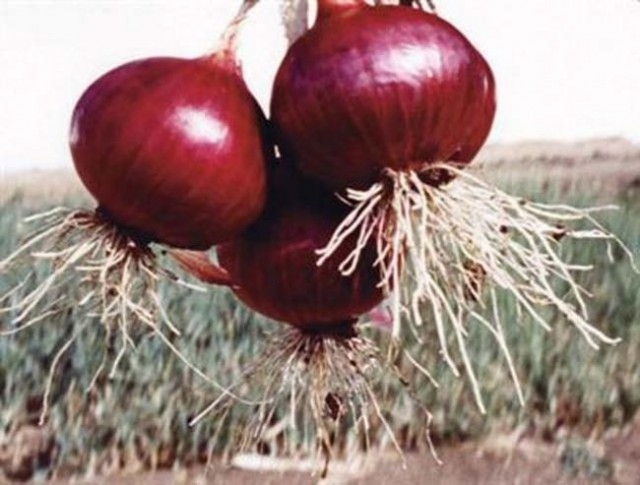 Mor soğanı sütle karıştırıp için! Öyle bir faydası var ki...