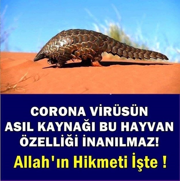 SALGINININ ASIL SEBEBİ BULUNDU galerisi resim 1