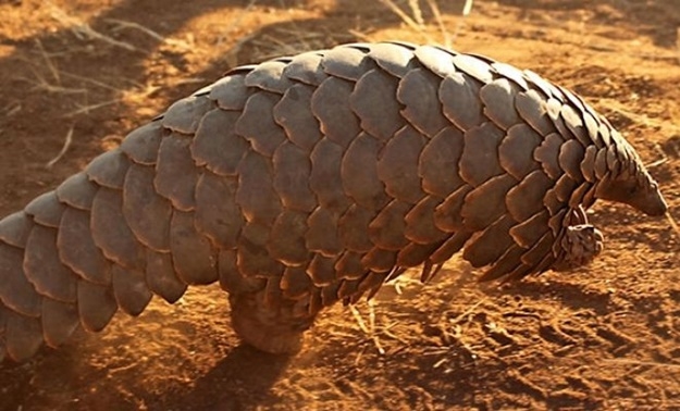 SALGINININ ASIL SEBEBİ BULUNDU galerisi resim 3