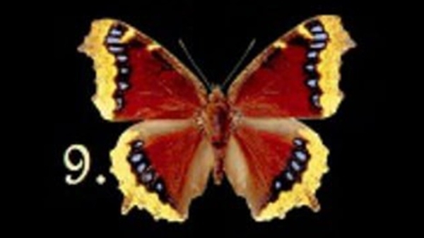 Bir Kelebek Seçin Ve Bilinçaltınızda Yatan Bilinmezlikleri Keşfedin galerisi resim 10