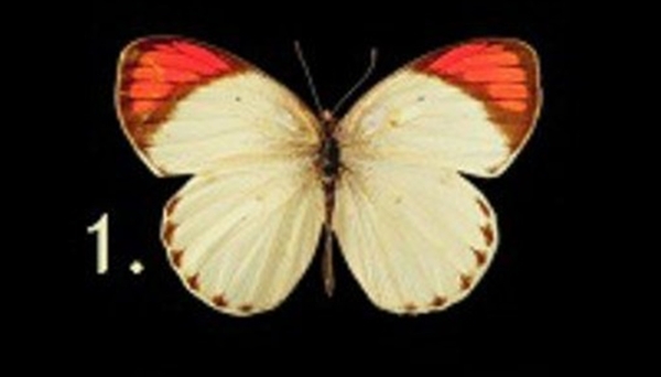 Bir Kelebek Seçin Ve Bilinçaltınızda Yatan Bilinmezlikleri Keşfedin galerisi resim 2