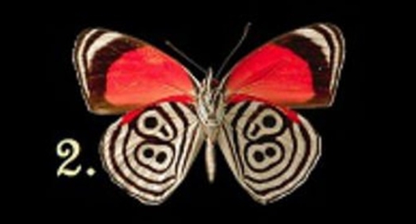 Bir Kelebek Seçin Ve Bilinçaltınızda Yatan Bilinmezlikleri Keşfedin galerisi resim 3