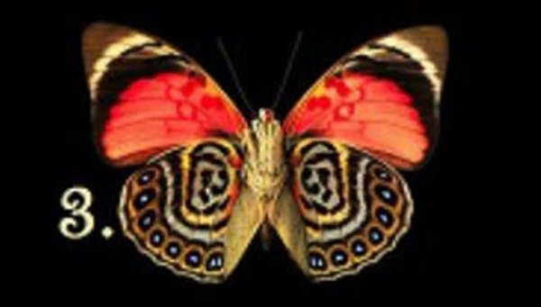Bir Kelebek Seçin Ve Bilinçaltınızda Yatan Bilinmezlikleri Keşfedin galerisi resim 4