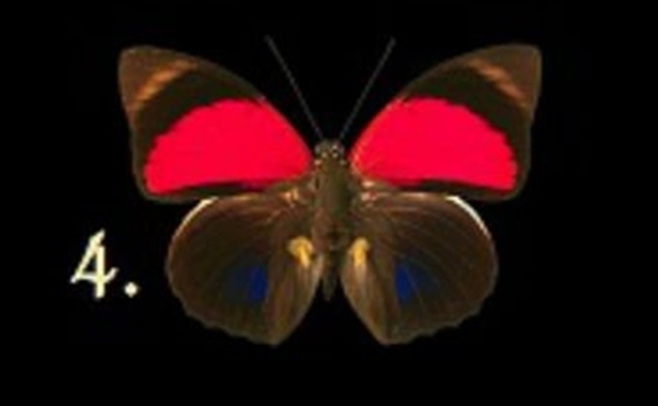 Bir Kelebek Seçin Ve Bilinçaltınızda Yatan Bilinmezlikleri Keşfedin galerisi resim 5