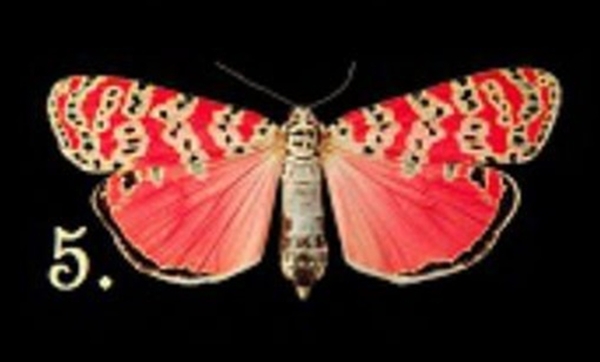 Bir Kelebek Seçin Ve Bilinçaltınızda Yatan Bilinmezlikleri Keşfedin galerisi resim 6