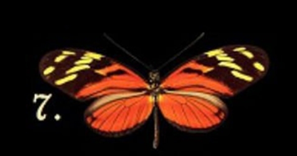 Bir Kelebek Seçin Ve Bilinçaltınızda Yatan Bilinmezlikleri Keşfedin galerisi resim 8