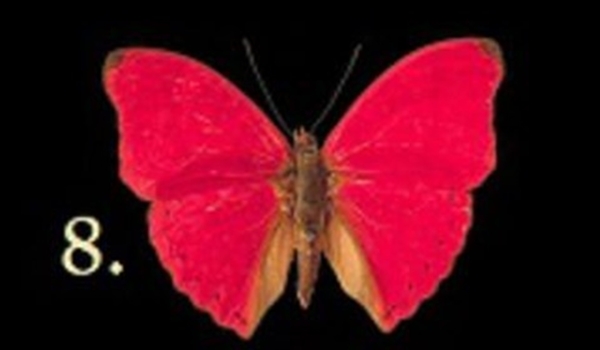Bir Kelebek Seçin Ve Bilinçaltınızda Yatan Bilinmezlikleri Keşfedin galerisi resim 9