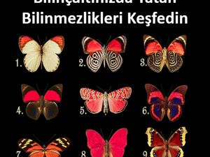 Bir Kelebek Seçin Ve Bilinçaltınızda Yatan Bilinmezlikleri Keşfedin