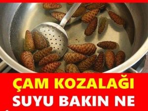Çam kozalağının faydaları nelerdir?
