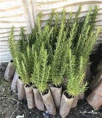 YEMEKLERİN LEZZET SIRRI TÜM KANS-ER TÜRLERİNE KARŞI KALKAN OLUYOR galerisi resim 3