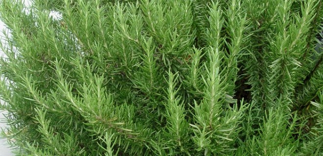 YEMEKLERİN LEZZET SIRRI TÜM KANS-ER TÜRLERİNE KARŞI KALKAN OLUYOR galerisi resim 5