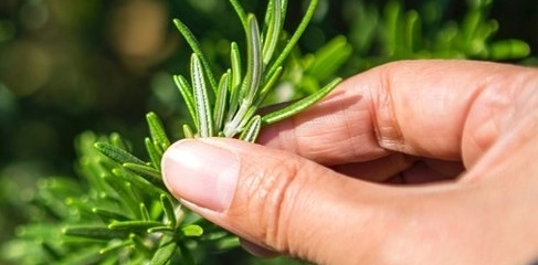 YEMEKLERİN LEZZET SIRRI TÜM KANS-ER TÜRLERİNE KARŞI KALKAN OLUYOR galerisi resim 6