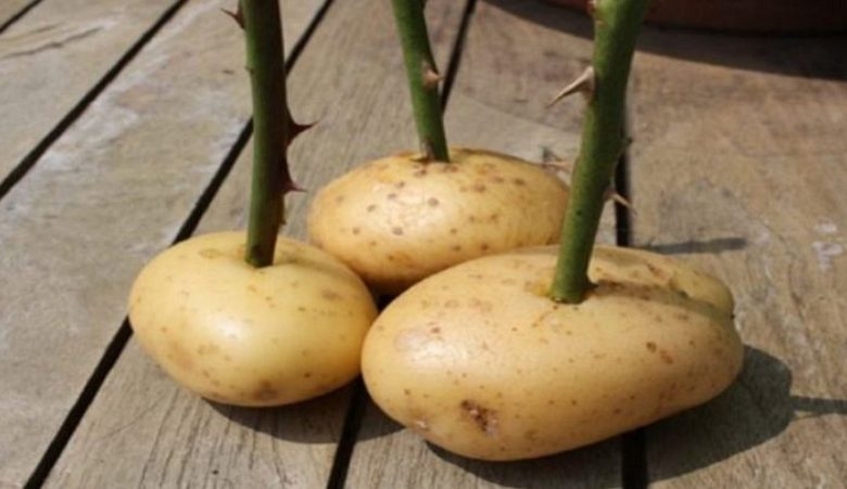 PATATESİN İÇİNE GÜL SAPI YERLEŞTİRDİ, BİR HAFTA SONRA BAKTIĞINDA GÖZLERİ galerisi resim 1