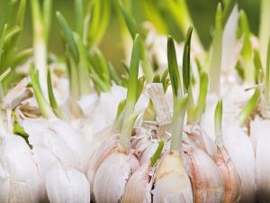 SAKIN ÇÖPE ATMAYIN