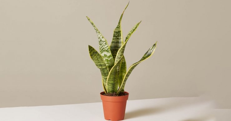 Hastalıkları Kendine Hapseden Bu Çiçek Her Evde Olmalı; galerisi resim 1