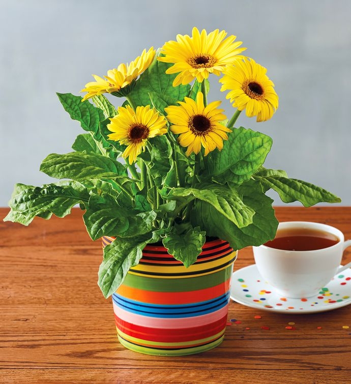 Hastalıkları Kendine Hapseden Bu Çiçek Her Evde Olmalı; galerisi resim 3