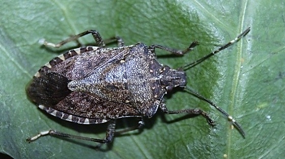 Çin’den gelen diğer bir tehlike galerisi resim 8