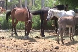 Suçüstü Yakalandılar İşte listesi galerisi resim 7