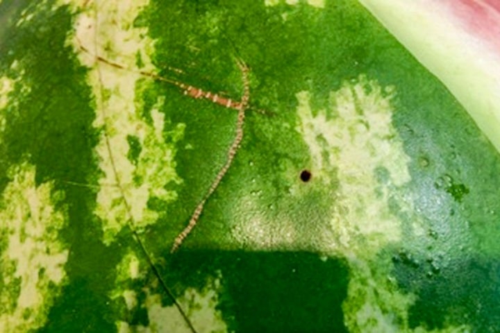 KARPUZDA GÖRÜLMEMİŞ HİLE galerisi resim 5