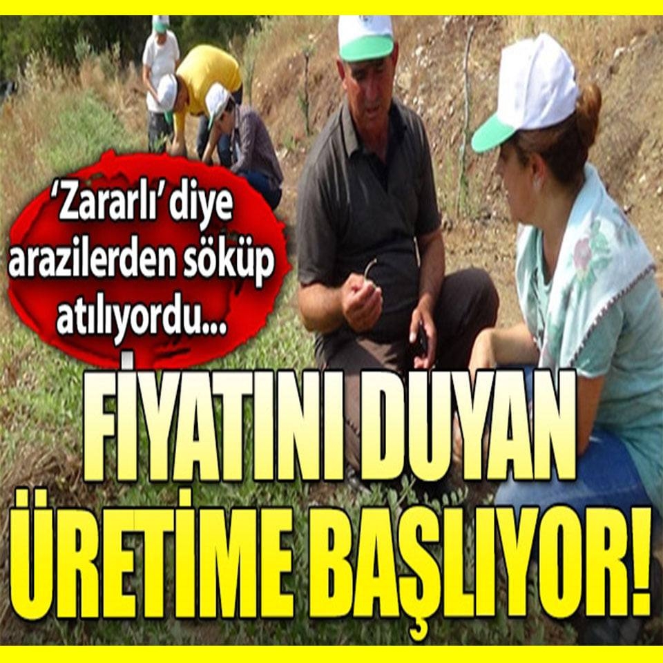FİYATINI DUYAN ÜRETİME BAŞLADI galerisi resim 1